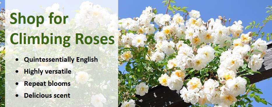 Shop for climbing roses
